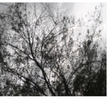 Abnormal leaf fall