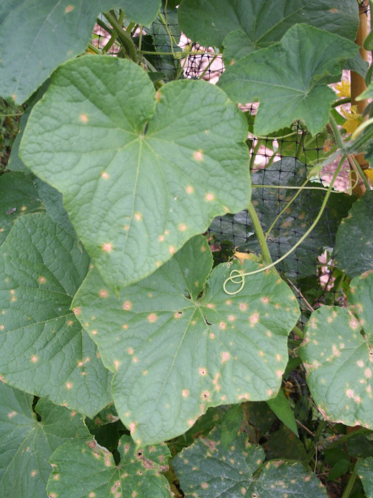 Anthracnose