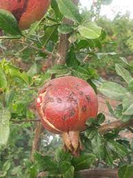 Bacterial Leaf Blight