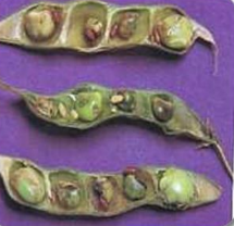 Gram pod borer 