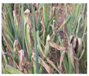 Downy Mildew