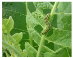 Leaf Eating Caterpillar