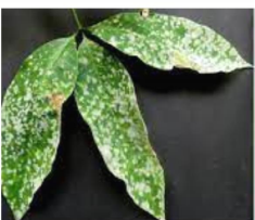 Powdery mildew