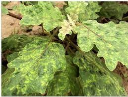 Tobacco Mosaic Virus (TMV)