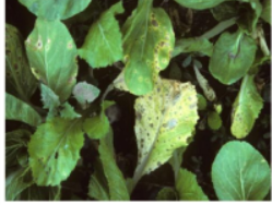 Alternaria spot