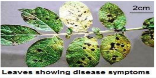 Septoria leaf spot