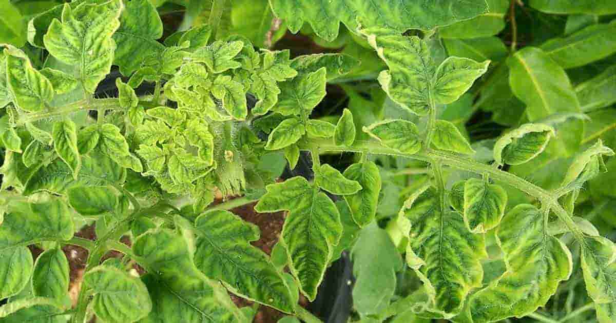 Leaf Curl Virus