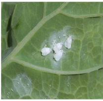 White fly