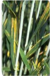 Stripe Rust or Yellow Rust