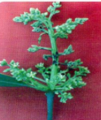 Inflorescence midge