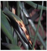 Stemphylium Leaf Blight