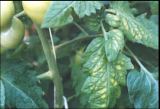 Manganese Deficiency