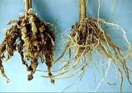 Nematode