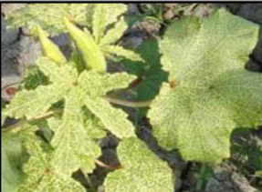 Zinc Deficiency