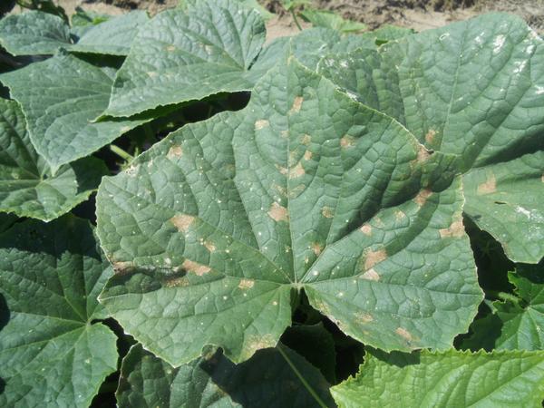 Downy Mildew