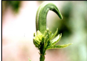 Boron deficiency