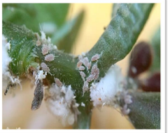 Mealy bug
