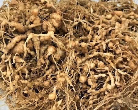 Root Knot Nematode