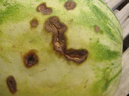 Anthracnose