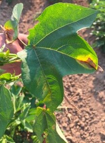 Fusarium Wilt