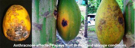 Anthracnose