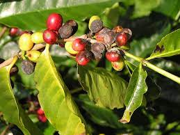 Berry blotch