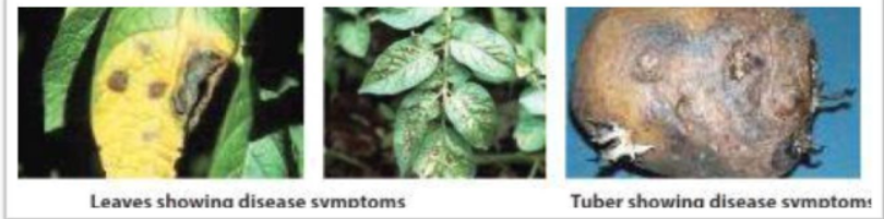 Early blight