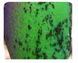 Aphid