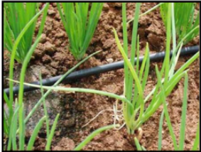 Sulphur deficiency