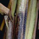 Stem Rot