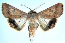 Gram pod borer