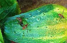 Fruit Fly