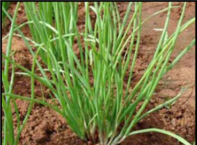 Phosphorus deficiency