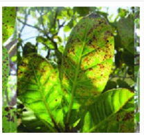 Anthracnose