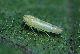 Leaf Hopper
