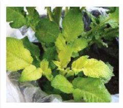 Magnesium Deficiency