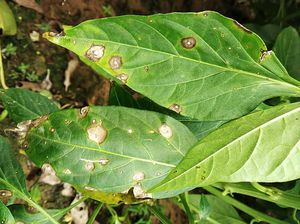 Leaf Spot