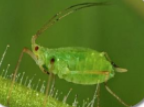 Tobacco Cutworm: Spodoptera Litura