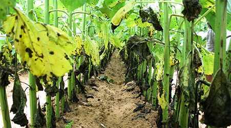 Alternaria Blight