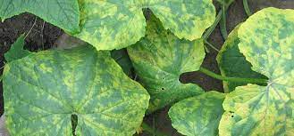 Mosaic Virus