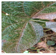 Thrips