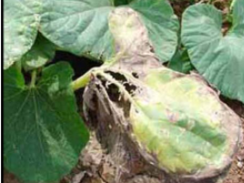 Potassium deficiency 