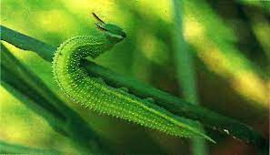 Rice Horned Caterpiller 