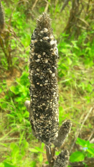 Ergot 
