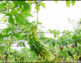 Boron deficiency