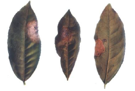 Brown blight, grey blight