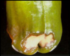 Calcium Deficiency