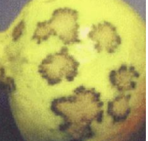 Leaf Spot or Blight