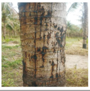 Stem bleeding