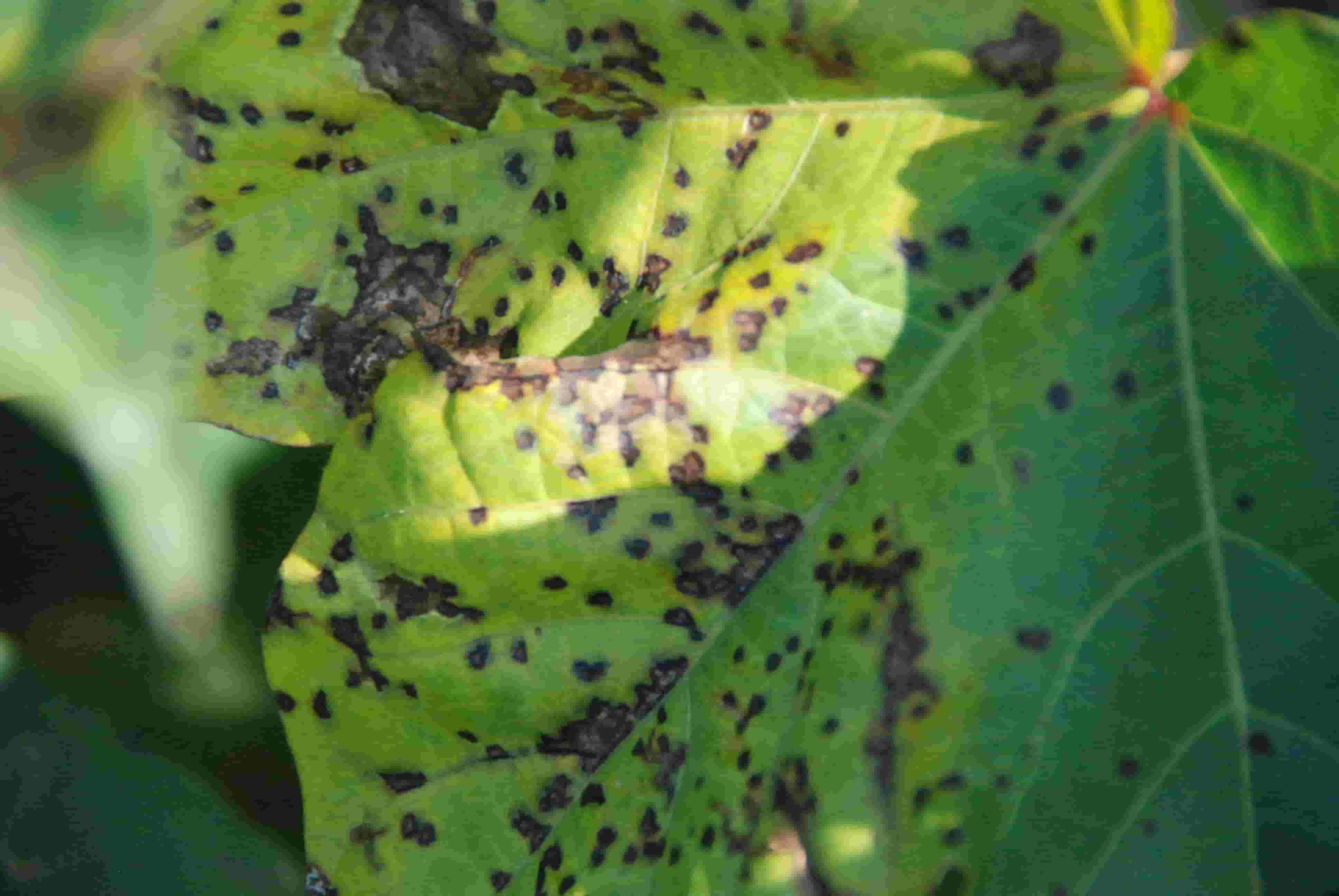 Bacterial Blight